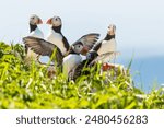 Couple of Atlantic puffins standing on rock grabbing each other