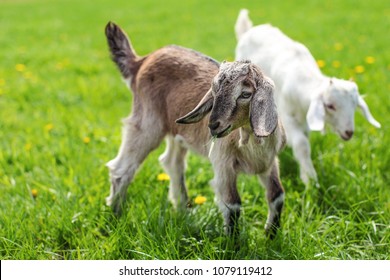 Couple of baby goat kids on the spring grass playing together. 