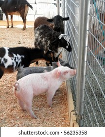 A Couple Of Baby Pot Bellied Pigs, Goats And Sheep Ask Horses For Advice Through A Fence At A Petting Zoo At A County Fair