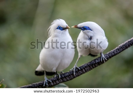 A couple of Bali myna (aka. Bali starling) birds perching on a tree branch and are about to kiss. This photo was taken at Hong Kong Zoological and Botanical Gardens.