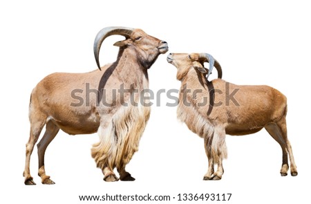  couple of barbary sheeps. Isolated over white background 