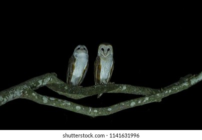 A Couple Barn Owl At Night