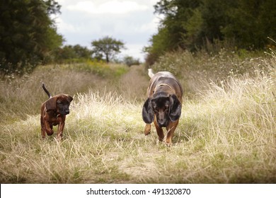 bavarian hunting hound