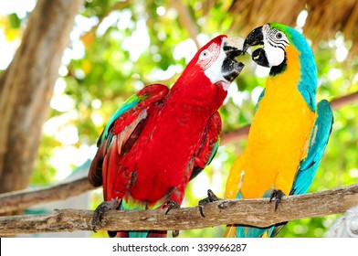 322 Dominican parrot Images, Stock Photos & Vectors | Shutterstock