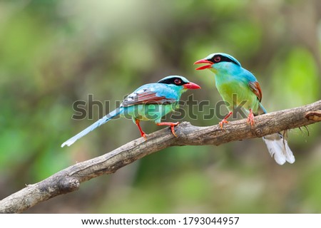 Couple of beautiful Common green Magpie bird singing. Two birds talking