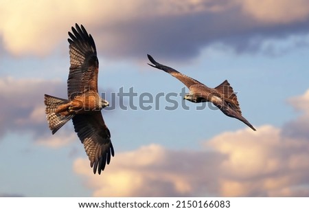 Couple of beautiful kites (Milvus milvus and Milvus migrans) in flight with cloudy sky background. Red and black kites. Flying bird of prey with vibrant colors and space for text. Taken in Spain.