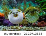 A couple of beautiful puffer fish