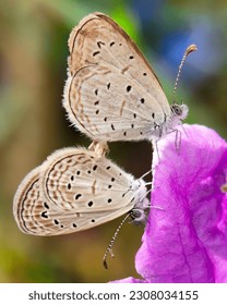 A couple beautiful tiny butterflies is mating the purple flower