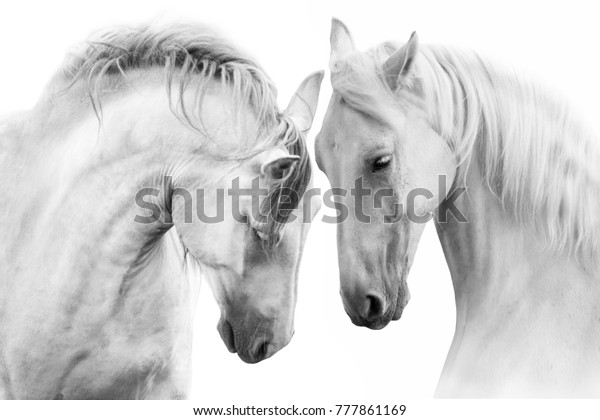 白い背景に美しい白い馬2頭 ハイキー画像 の写真素材 今すぐ編集