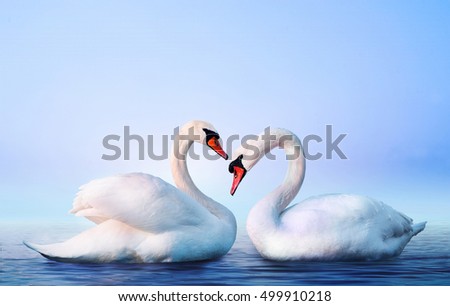 Couple of beautiful white swans in the water. Foggy lake with birds. Morning landscape with animals.