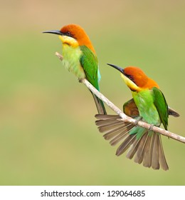 Couple Of Bee Eater Bird