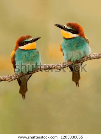 Similar – Portrait of a colorful bird