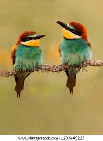 Similar – Portrait of a colorful bird