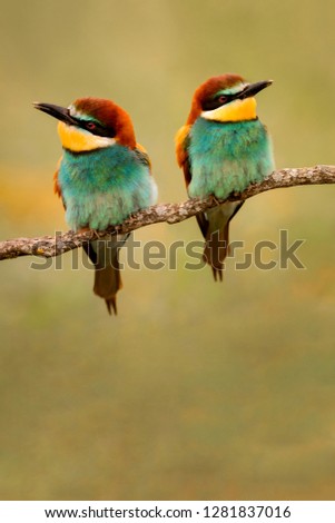 Portrait of a colorful bird