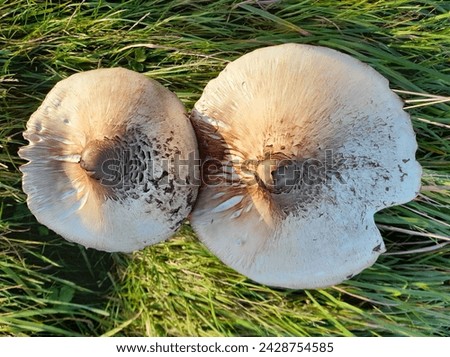 a couple of big mature prince mushrooms enjoying a bit of sun nestled in the grass