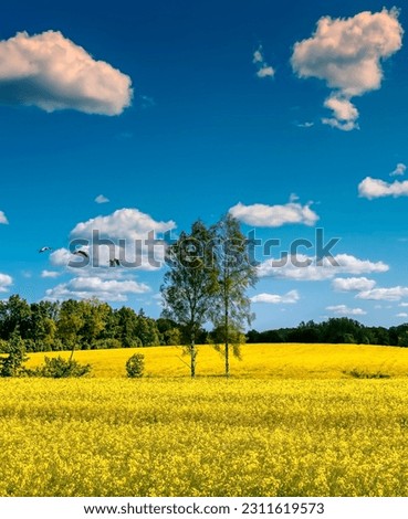 Similar – Image, Stock Photo Rape field with trees and blue sky near Parkentin