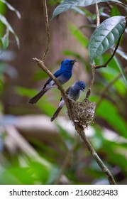 A Couple Of Bird, Black-naped Monarch Nesting And Feeding Babies In The Jungle.