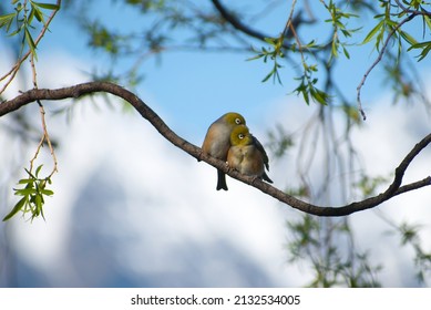 A Couple Of Birds Huddled Together On A Tree Branch In Queenstown NZ