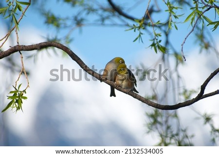 a couple of birds huddled together on a tree branch in Queenstown NZ