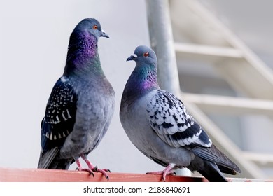 13,354 Pigeons family Images, Stock Photos & Vectors | Shutterstock