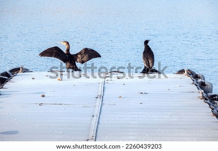 Couple of black heron birds sunbathing at the edge of pier on freezing winter morning at Caldecotte lake 