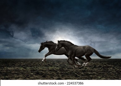 Couple Black Horses Running Through Plowed Field In Stormy Weather