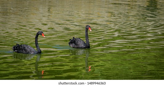 Couple Black Swans Lake Stock Photo 1489946363 | Shutterstock