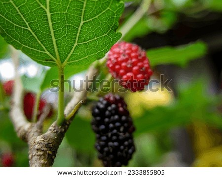 Couple blackberries in a tiny plant