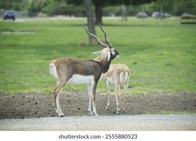 A couple of blackbuck antelopes standing in their enclosure at the zoo with blur background - Powered by Shutterstock