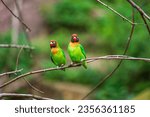 Couple of black-cheeked lovebird, Agapornis nigrigenis, sitting on the tree brach