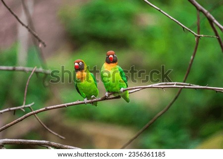 Couple of black-cheeked lovebird, Agapornis nigrigenis, sitting on the tree brach