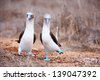 galapagos blue footed booby