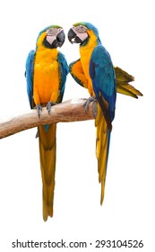 Couple Of Blue And Gold Macaw Parrots Isolated On Withe Background