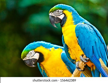 Couple of blue macaw parrots on the rainforest in Brazil