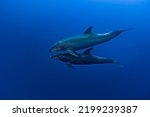 Couple of bottle-nose dolphins (Tursiops truncatus) swimming in the blue. 