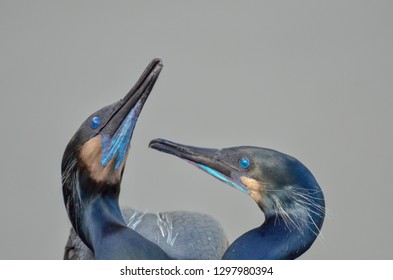 Couple Of Brandts Cormorant