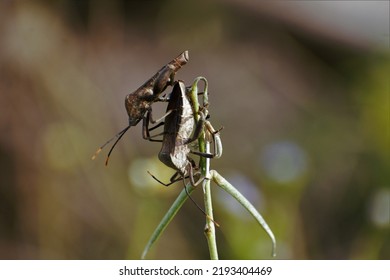 A Couple Of Brown Stink Bug Is Mating