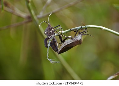 A Couple Of Brown Stink Bug Is Mating