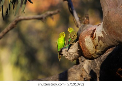 Couple Of Budgerigars Perching On A A Branch In The Afternoon Light, KIngs Canyon, Northern Territory