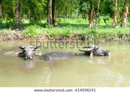 A couple of buffaloes in the river of Vietnam