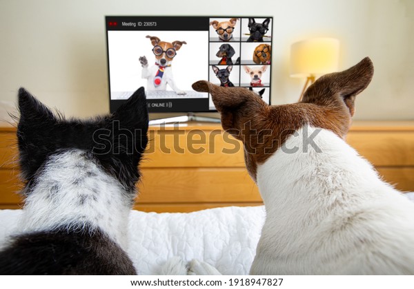 Couple of business\
dogs having an online video conference meeting with laptop or\
computer doing home\
office