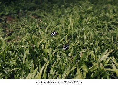 A couple of butterflies on the green glass, Black and white butterflies dancing in the sunlight, Insects mating season, A field of green grass which has butterflies flying on it
