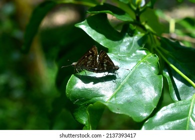 A couple butterflys mating on green leaf with green nature blurry background. Beautiful butterflies intercourse pairing in nature.