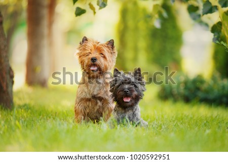 Couple of Cairn Terriers Sitting in Grass