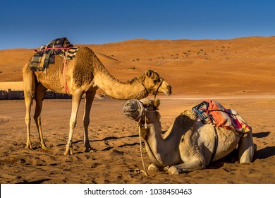 Couple Of Camels Resting In Wahiba Sands , Oman