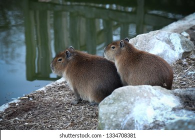 Couple Of Capybara