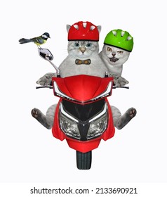 A couple cats in motorcycle helmets and tit is riding red moped  White background  Isolated 