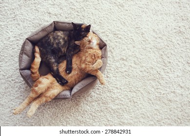 Couple cats sleep and hugging in their soft cozy bed on a floor carpet