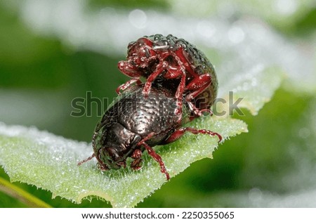 Couple of Chrysolina bankii leaf beetle mating on a green leaf under the sun