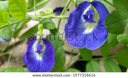 A couple of clitorea ternatea flowers aka Aparajita shot with selective focus on one and blurred background